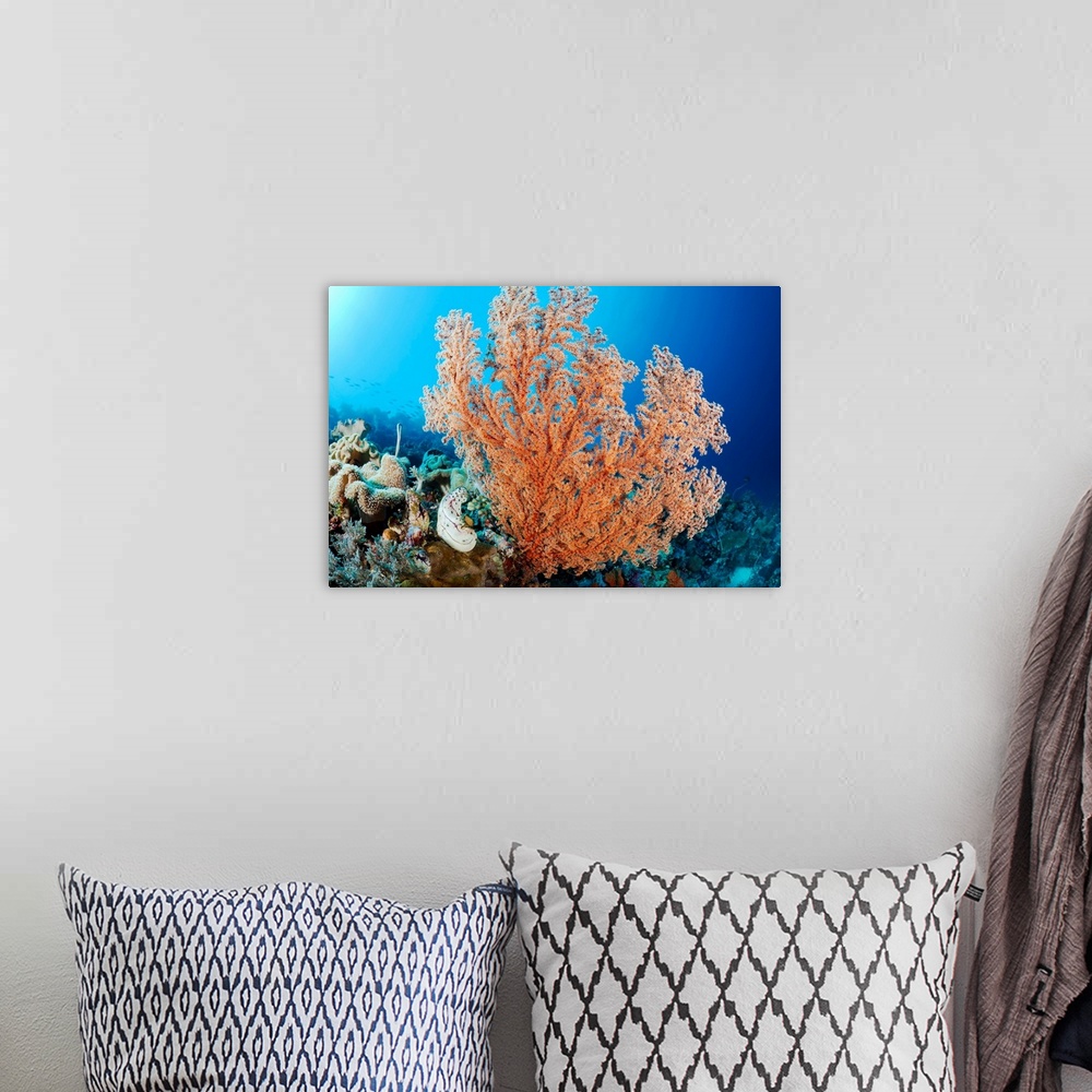 A bohemian room featuring Indonesia, A Gorgonian Coral Tree Dominates This Underwater Scene