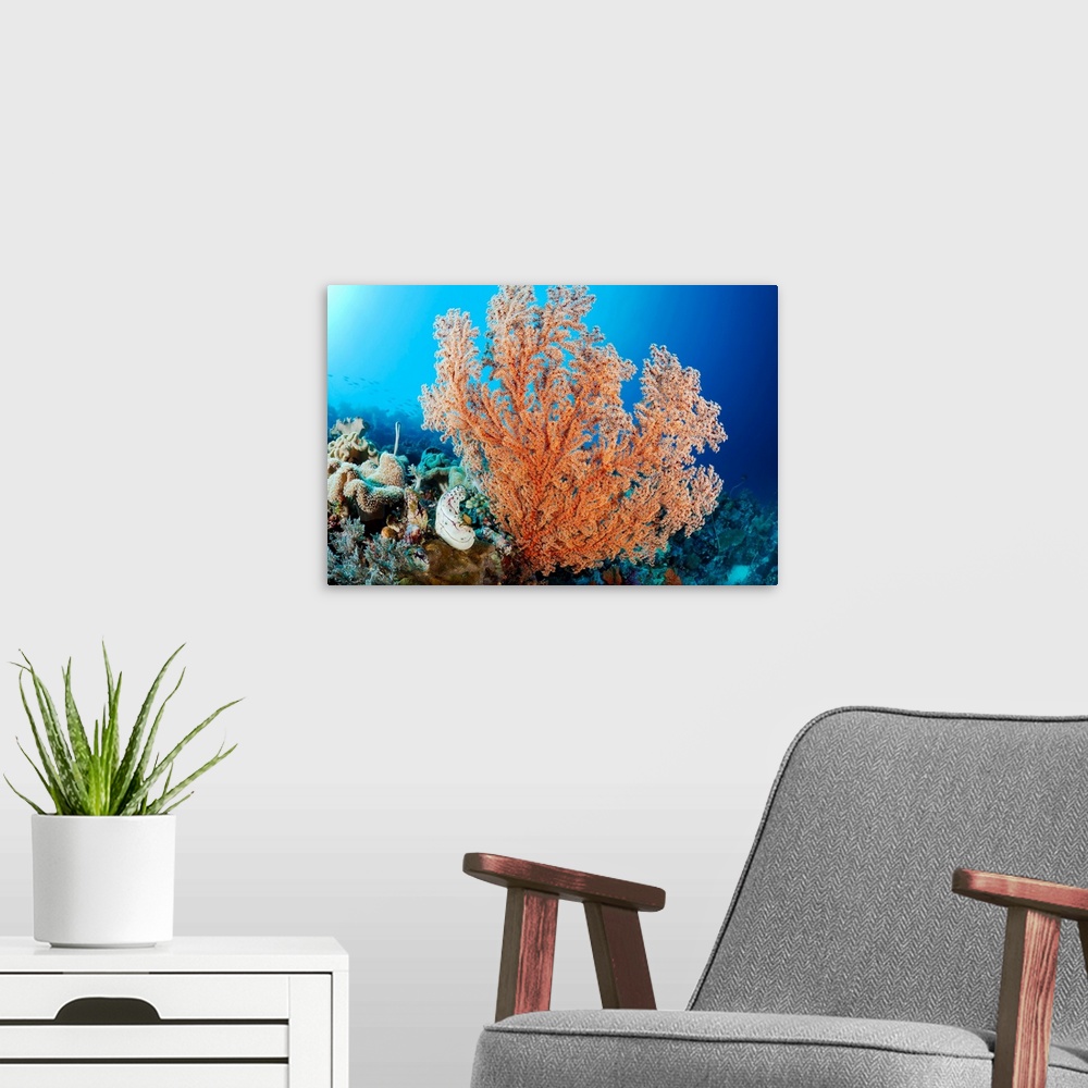 A modern room featuring Indonesia, A Gorgonian Coral Tree Dominates This Underwater Scene