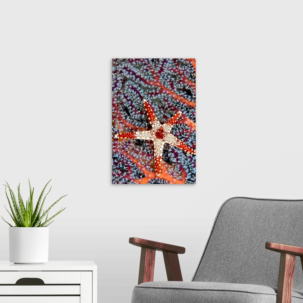 A modern room featuring Indonesia, A Necklace Seastar (Fromia Monilis) On Gorgonian Coral