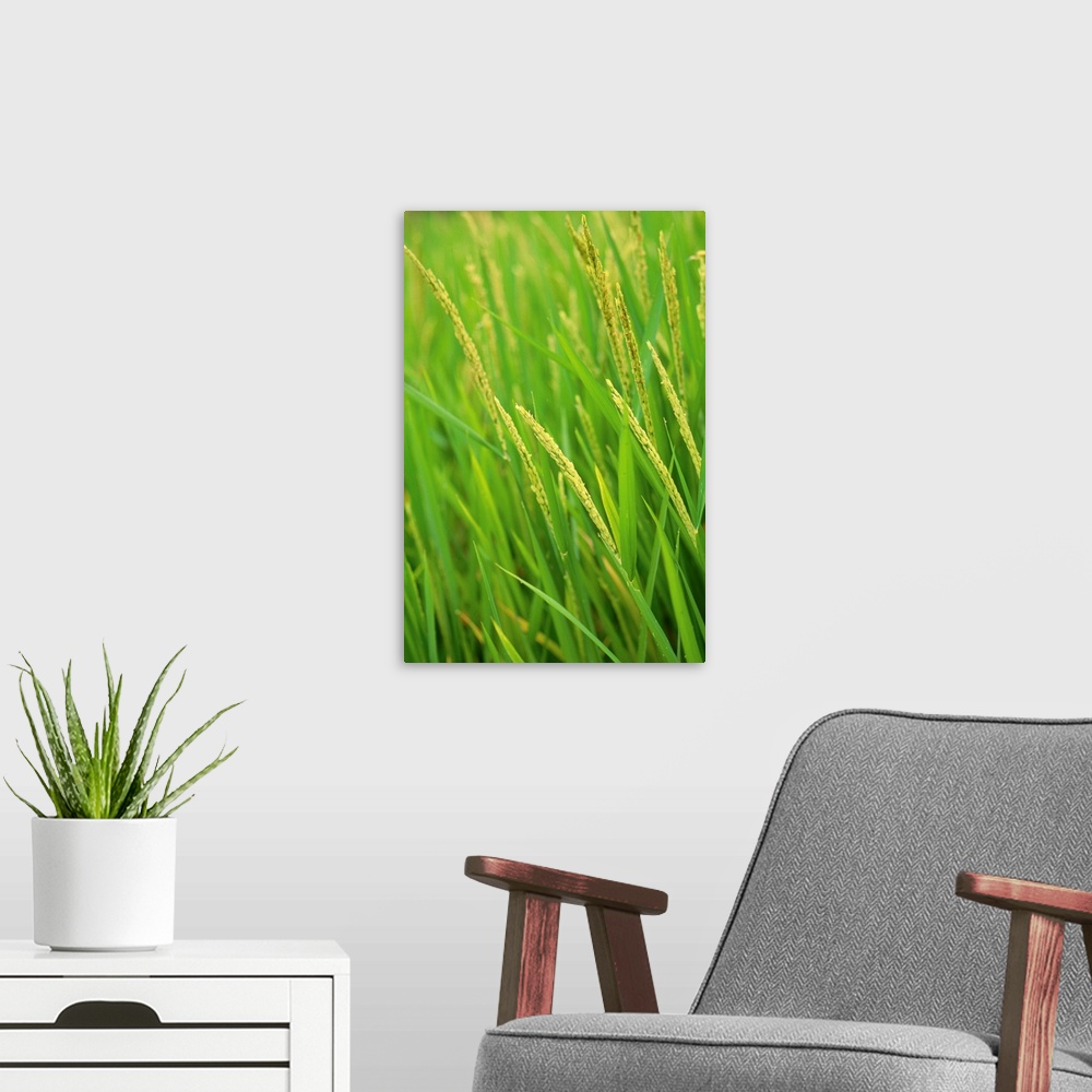 A modern room featuring Indonesia, Bali, Close-Up Of Green Rice Plants