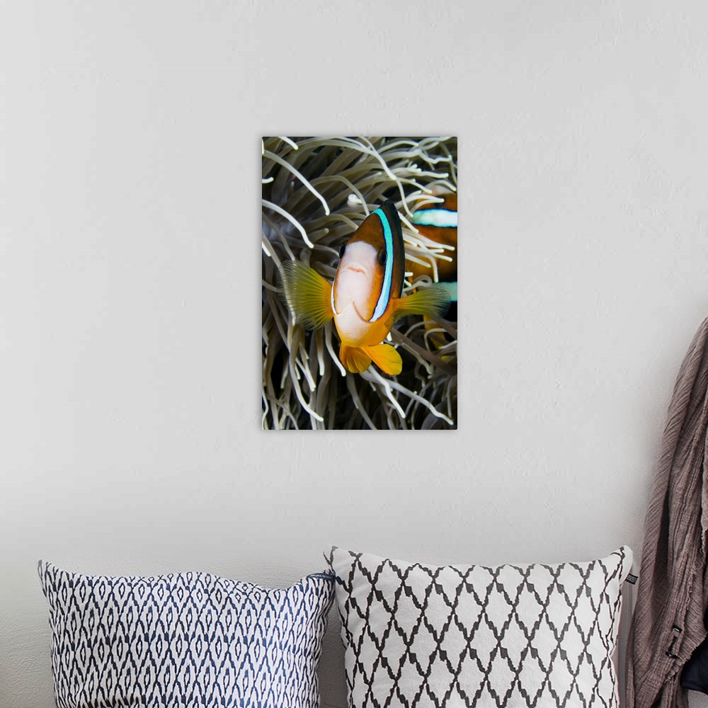 A bohemian room featuring Indonesia, Clark's Anemonefish (Amphiprion Clarkii) And Sea Anemone