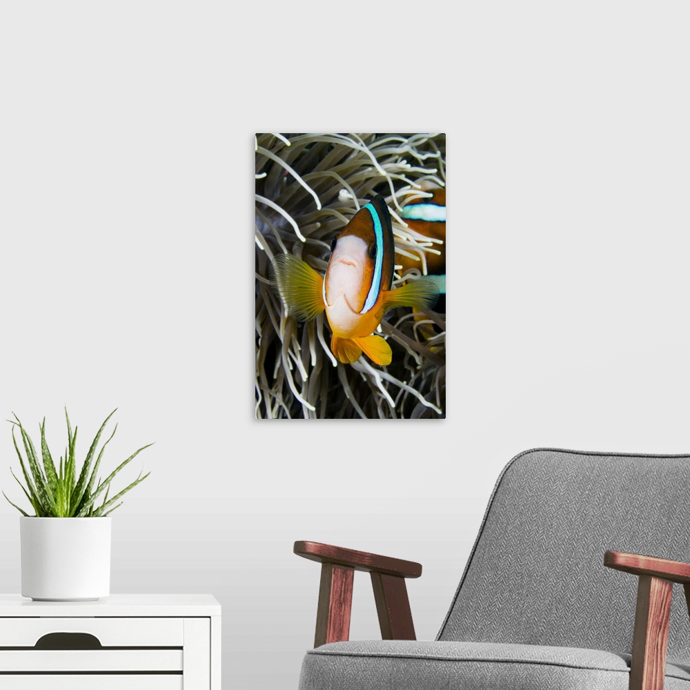 A modern room featuring Indonesia, Clark's Anemonefish (Amphiprion Clarkii) And Sea Anemone
