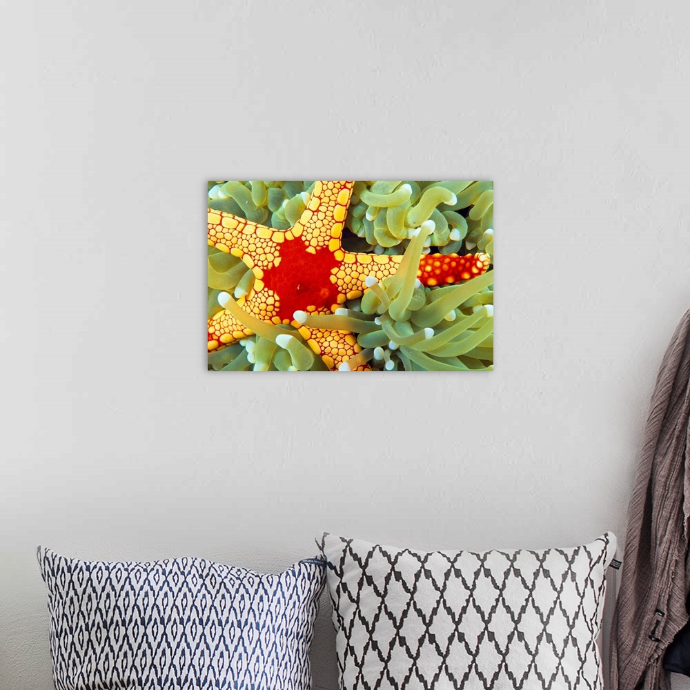 A bohemian room featuring Indonesia, Close-Up Of Red And Yellow Sea Star On Coral