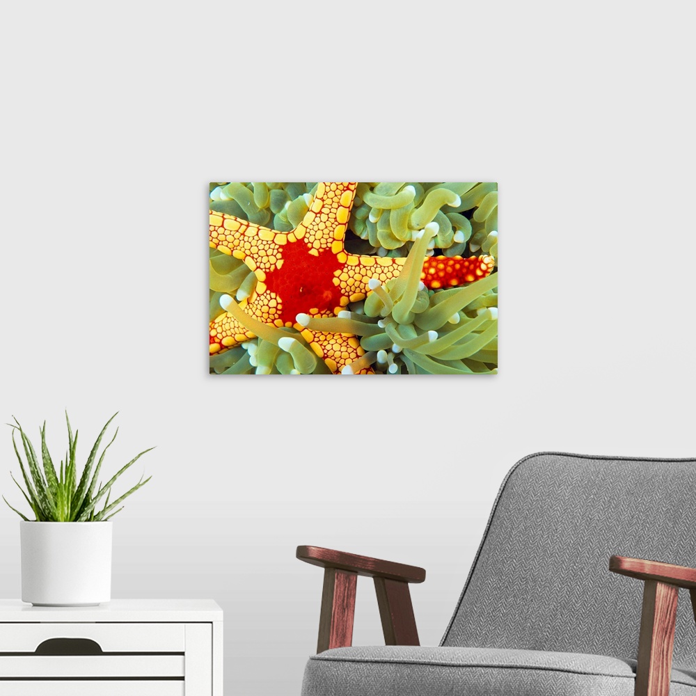 A modern room featuring Indonesia, Close-Up Of Red And Yellow Sea Star On Coral
