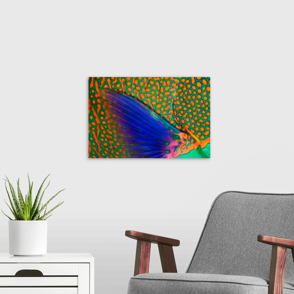 A modern room featuring Indonesia, Komodo, Close-Up Of Parrotfish Scales And Pectoral Fin