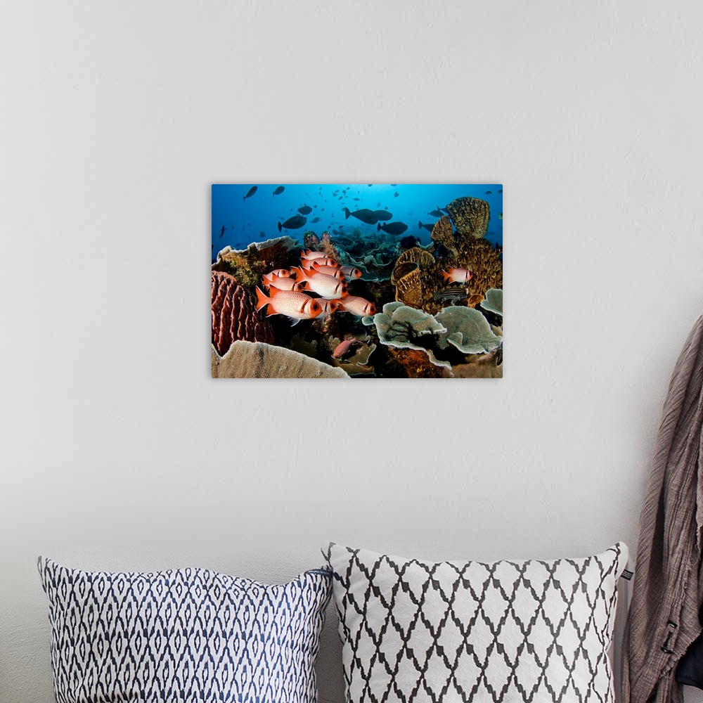 A bohemian room featuring Indonesia, Komodo, Divers And A School Of Shoulderbar Soldierfish (Myripristis Kuntee)