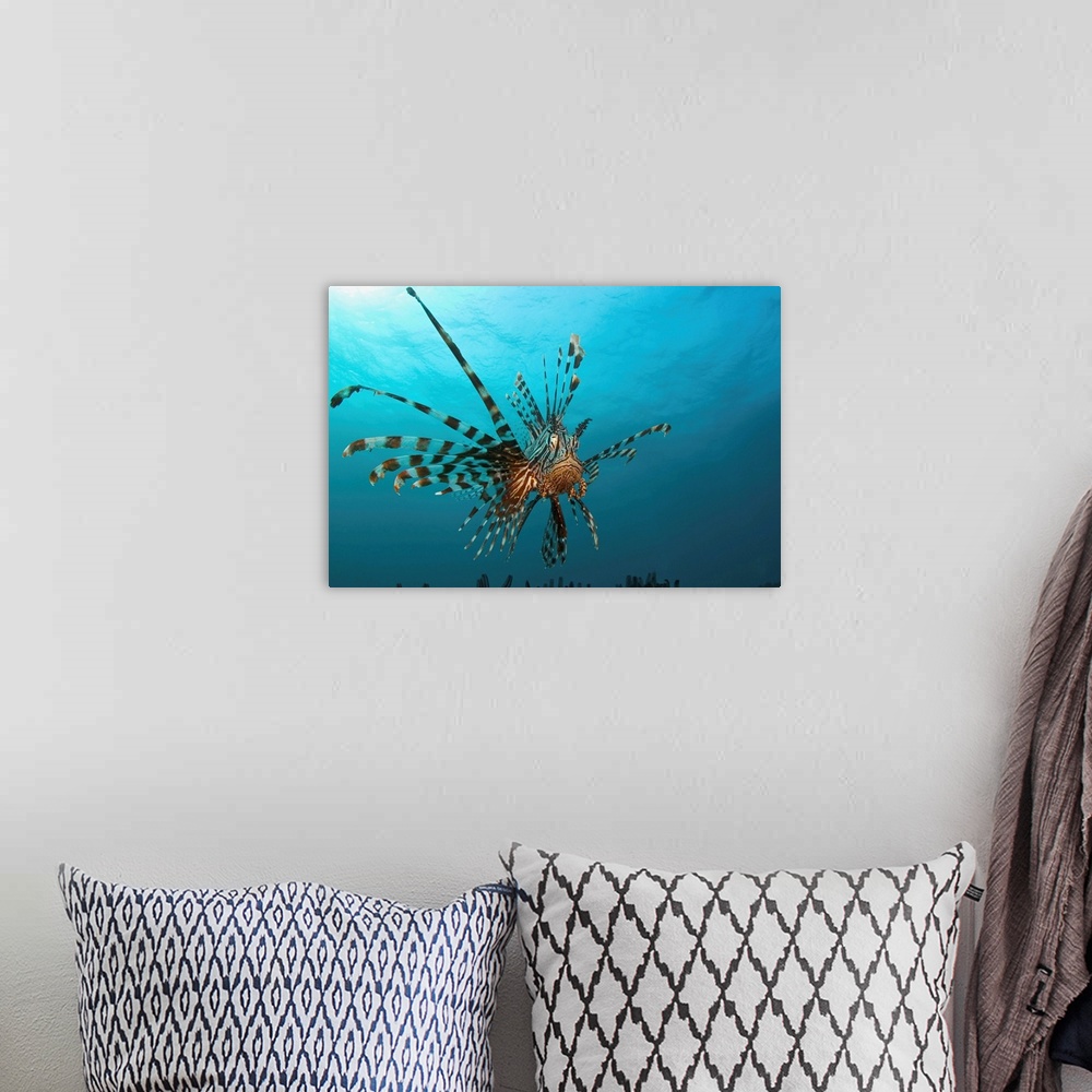 A bohemian room featuring Indonesia, Lionfish (Pterois Volitans) Floating Peacefully Above The Reef