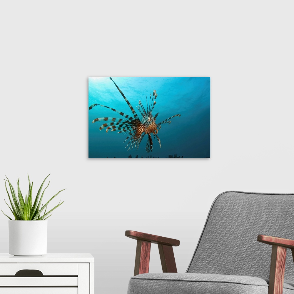 A modern room featuring Indonesia, Lionfish (Pterois Volitans) Floating Peacefully Above The Reef