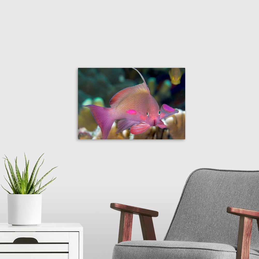 A modern room featuring Indonesia, Lyre-Tail Anthias Or Basslet (Pseudanthias Cheirospilos)
