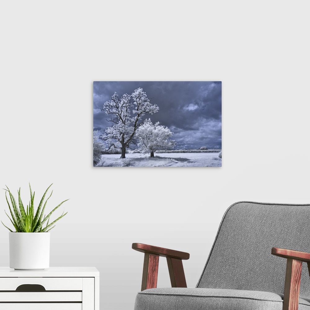A modern room featuring Infrared trees near the source of the river Thames.