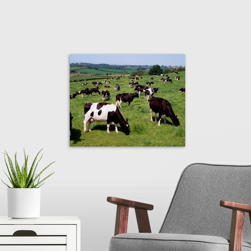 A modern room featuring Ireland, Friesian Cattle