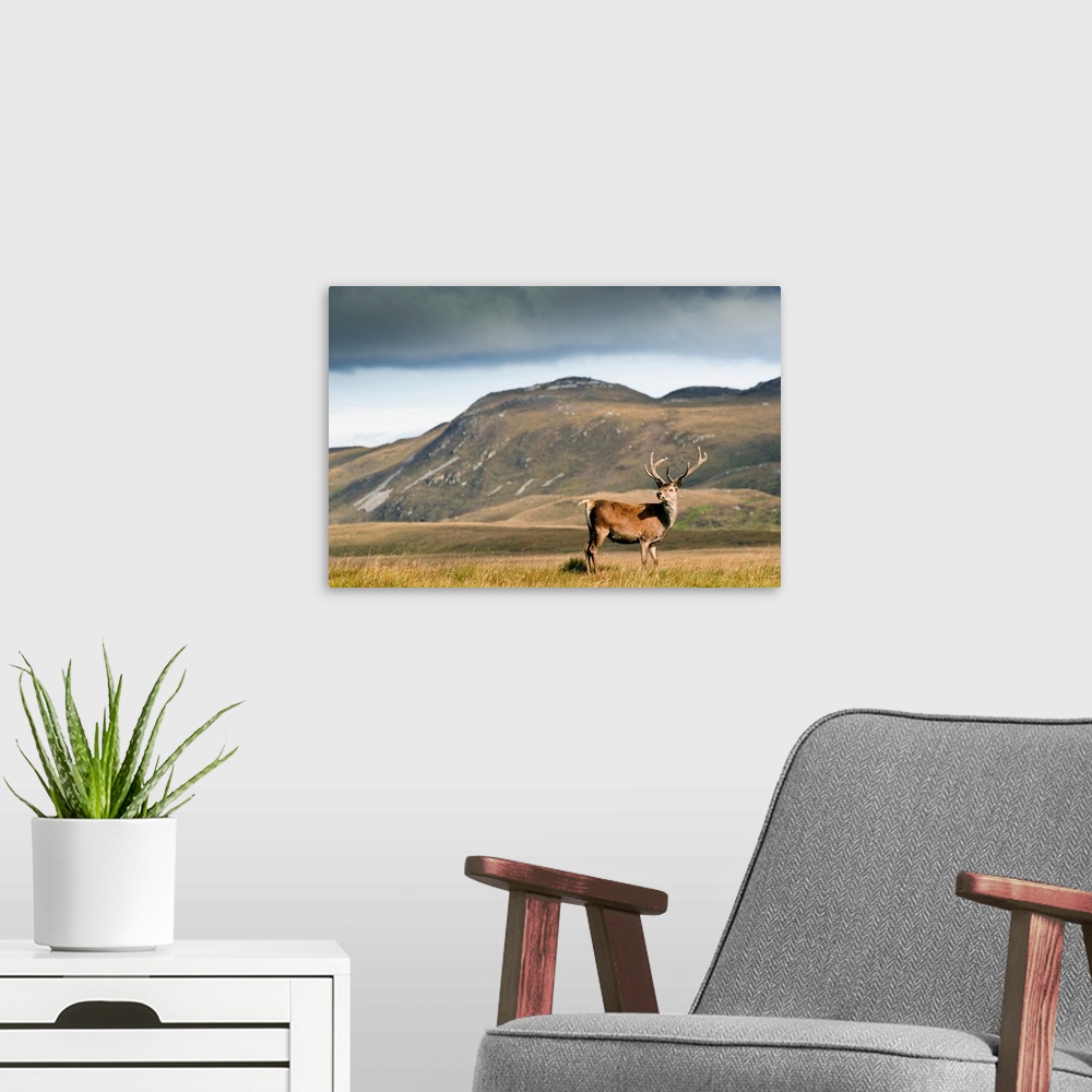 A modern room featuring Isle Of Islay, Scotland. A Deer Standing In A Field.