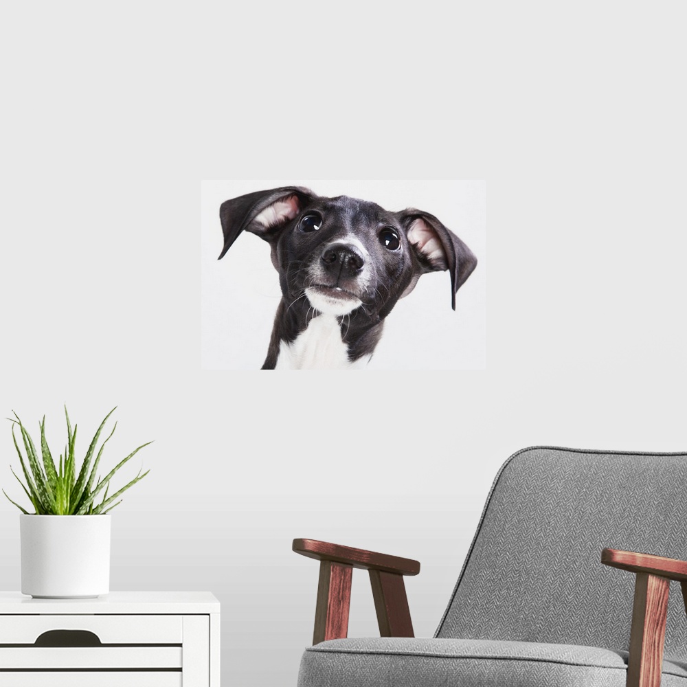 A modern room featuring Italian Greyhound Puppy