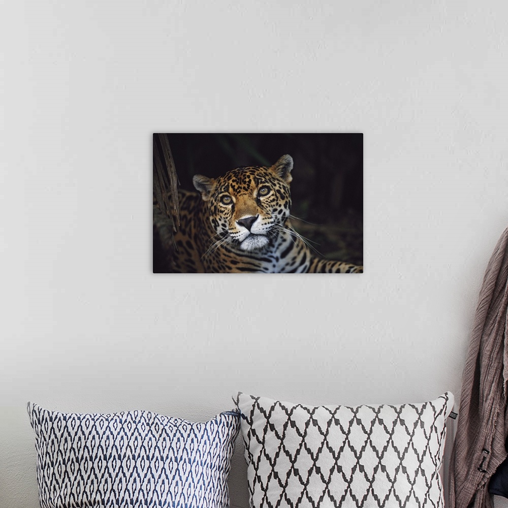A bohemian room featuring Jaguar (Panthera Onca); Belize