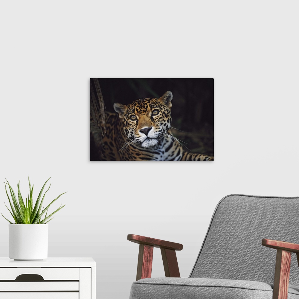 A modern room featuring Jaguar (Panthera Onca); Belize