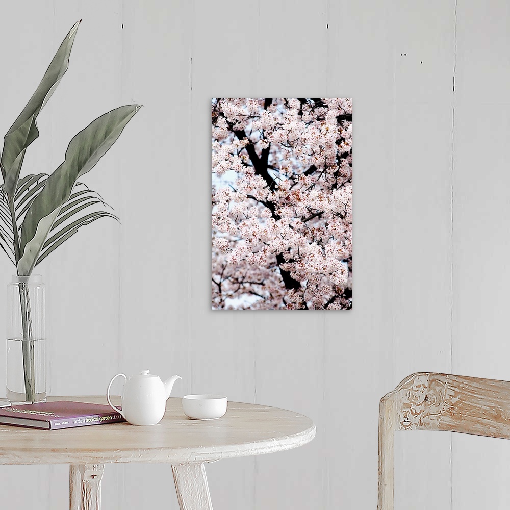 A farmhouse room featuring Japan, Tokyo, Shinjuku Gyoen Park, Cherry Blossom Season