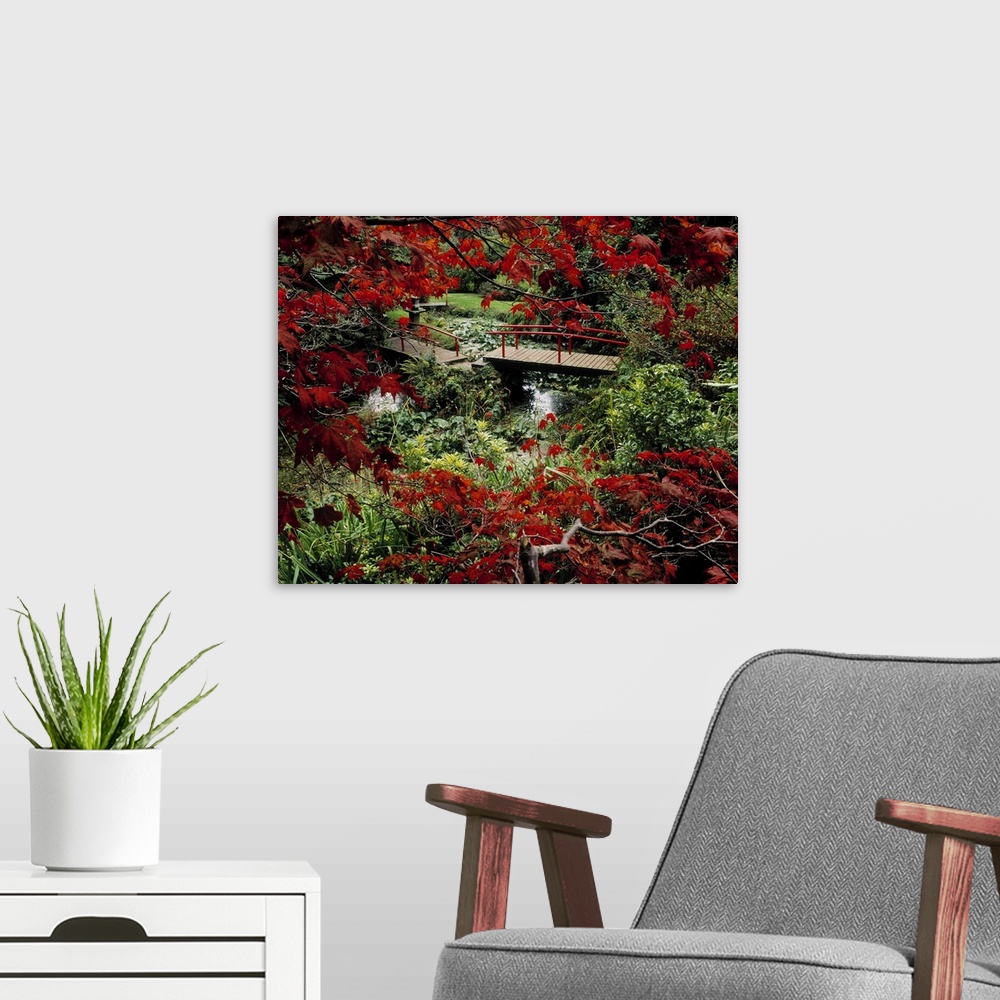 A modern room featuring Japanese Garden, Through Acer In Autumn, Powerscourt Gardens, Co Wicklow, Ireland