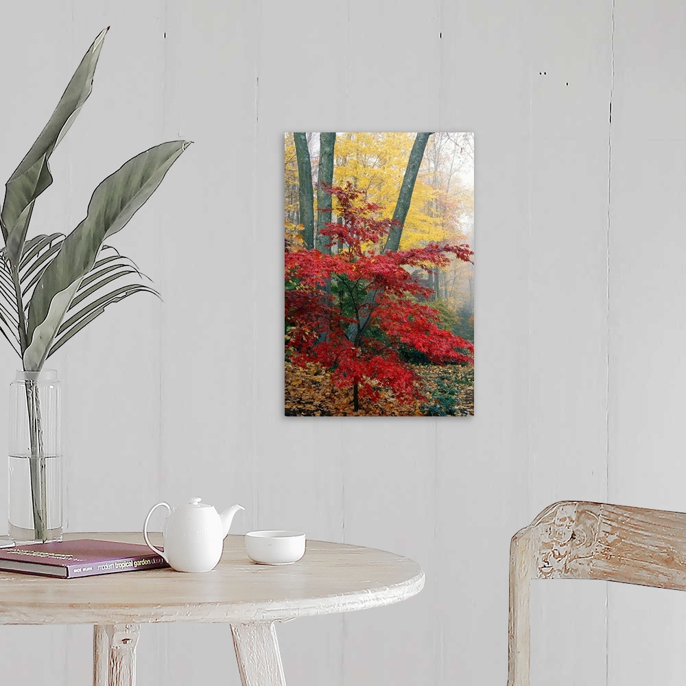 A farmhouse room featuring Long vertical photo print of warm fall foliage in a foggy forest.
