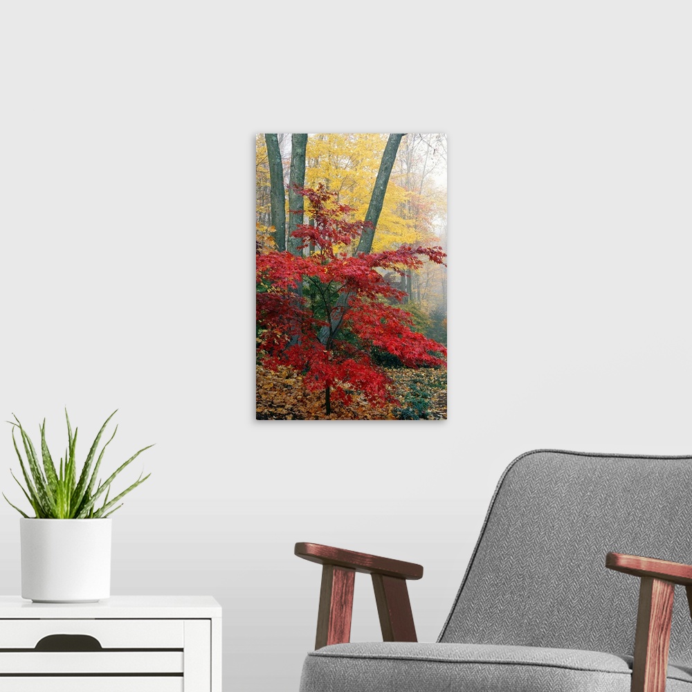A modern room featuring Long vertical photo print of warm fall foliage in a foggy forest.