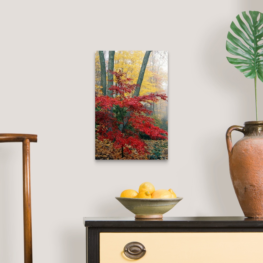 A traditional room featuring Long vertical photo print of warm fall foliage in a foggy forest.