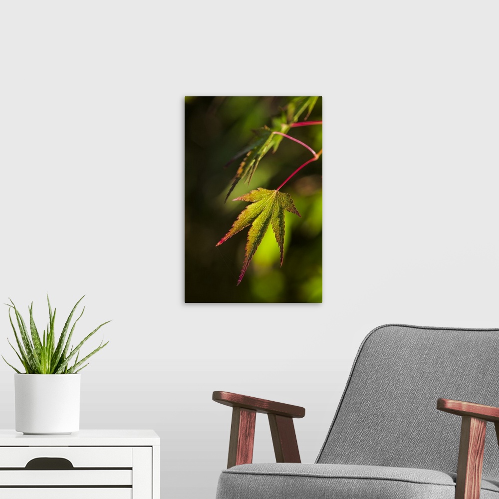 A modern room featuring Japanese Maple leaves are popular in yards in the Pacific Northwest; Astoria, Oregon, United Stat...