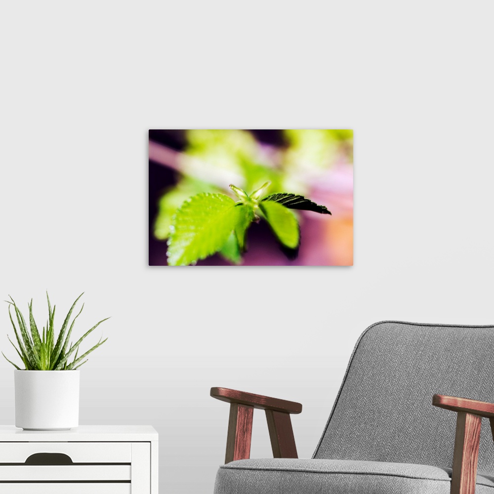A modern room featuring Tiny leaves are photographed closely with the focus on a couple and the others appear blurry.