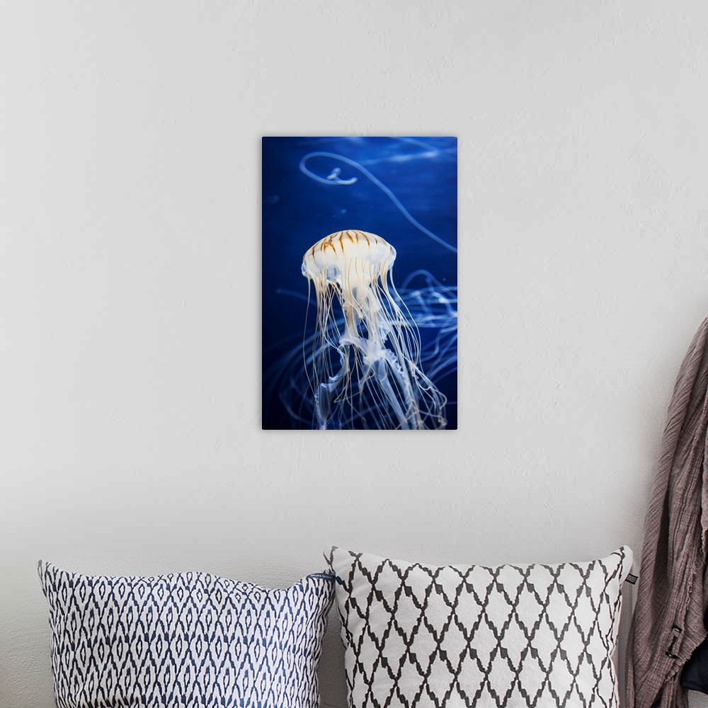 A bohemian room featuring Jellyfish at the Aquarium of the Bay. San Francisco, California, United States of America.