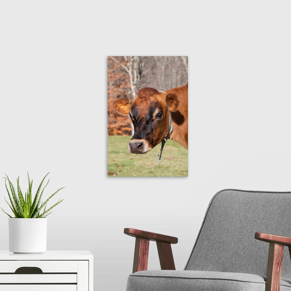A modern room featuring Jersey cow in autumn pasture, Baldwin Brook Farm, Canterbury, Connecticut