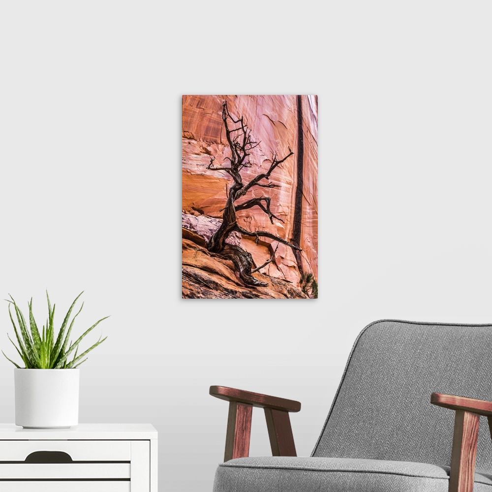 A modern room featuring Leafless juniper tree (Juniper scopulorum) and red, sandstone rock wall in the Grand StaircaseoEs...