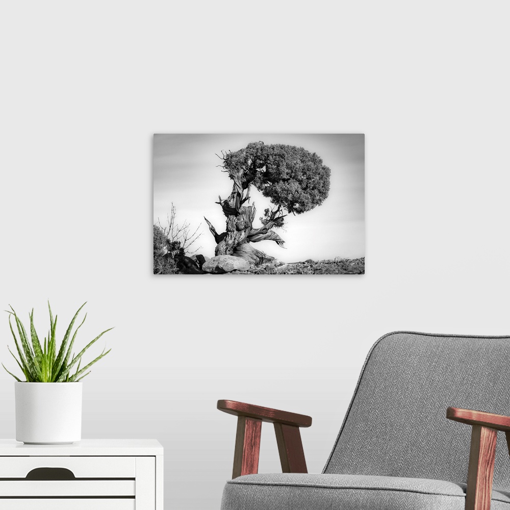 A modern room featuring Black and white image of a very old twisted and gnarled Juniper tree in Canyonlands National Park...