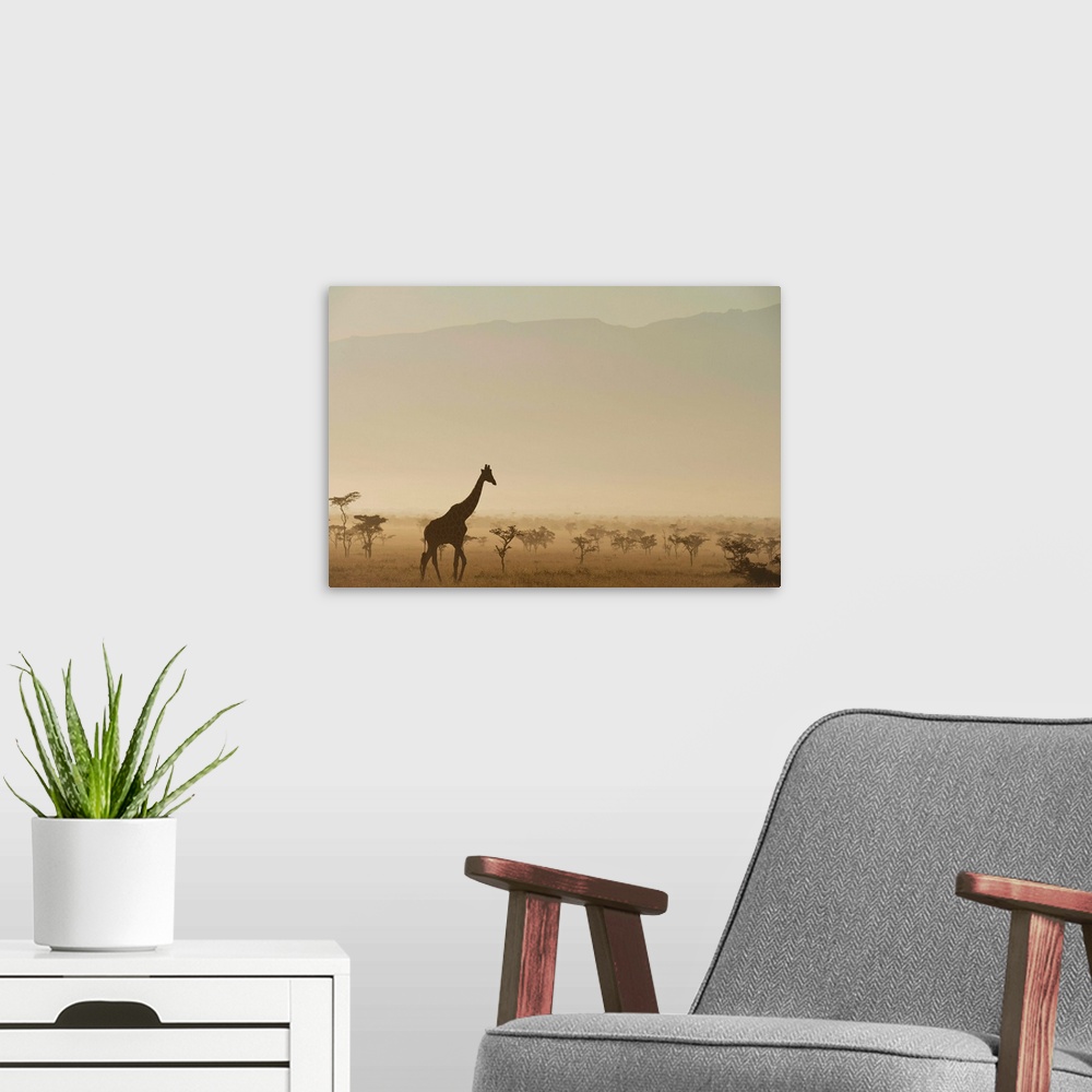A modern room featuring Kenya, Giraffe at dawn in front of Mt Kenya in Ol Pejeta Conservancy, Laikipia County