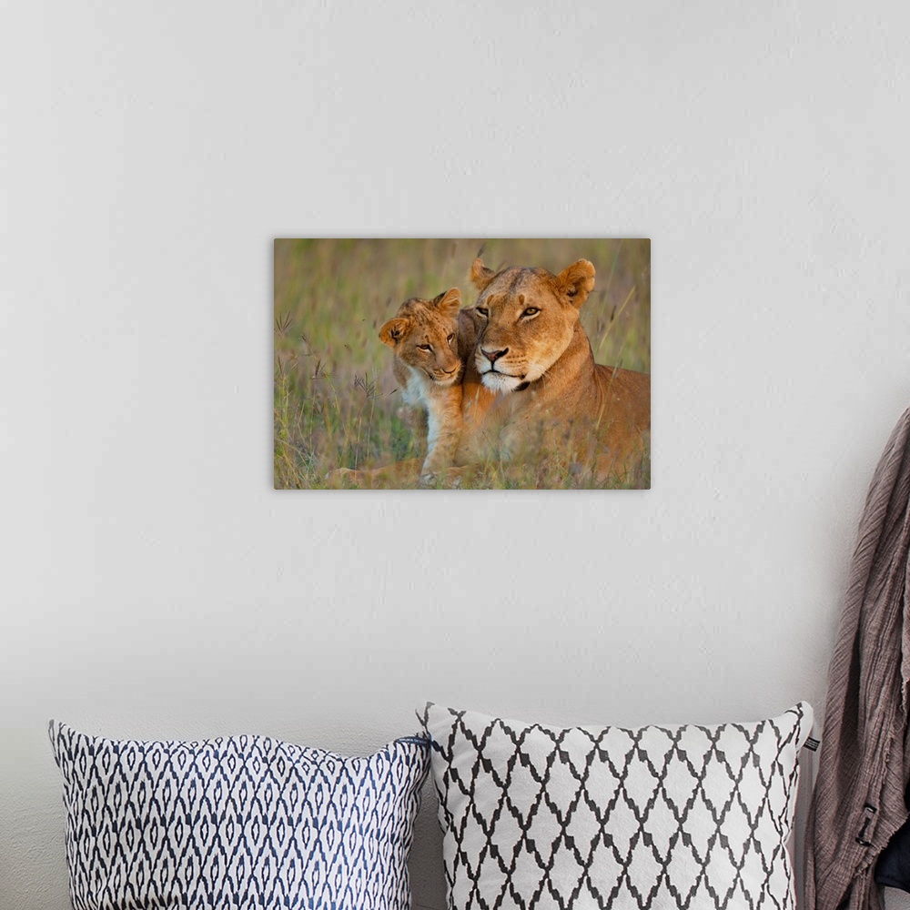 A bohemian room featuring Kenya, Lioness with cub at dusk in Ol Pejeta Conservancy, Laikipia Country