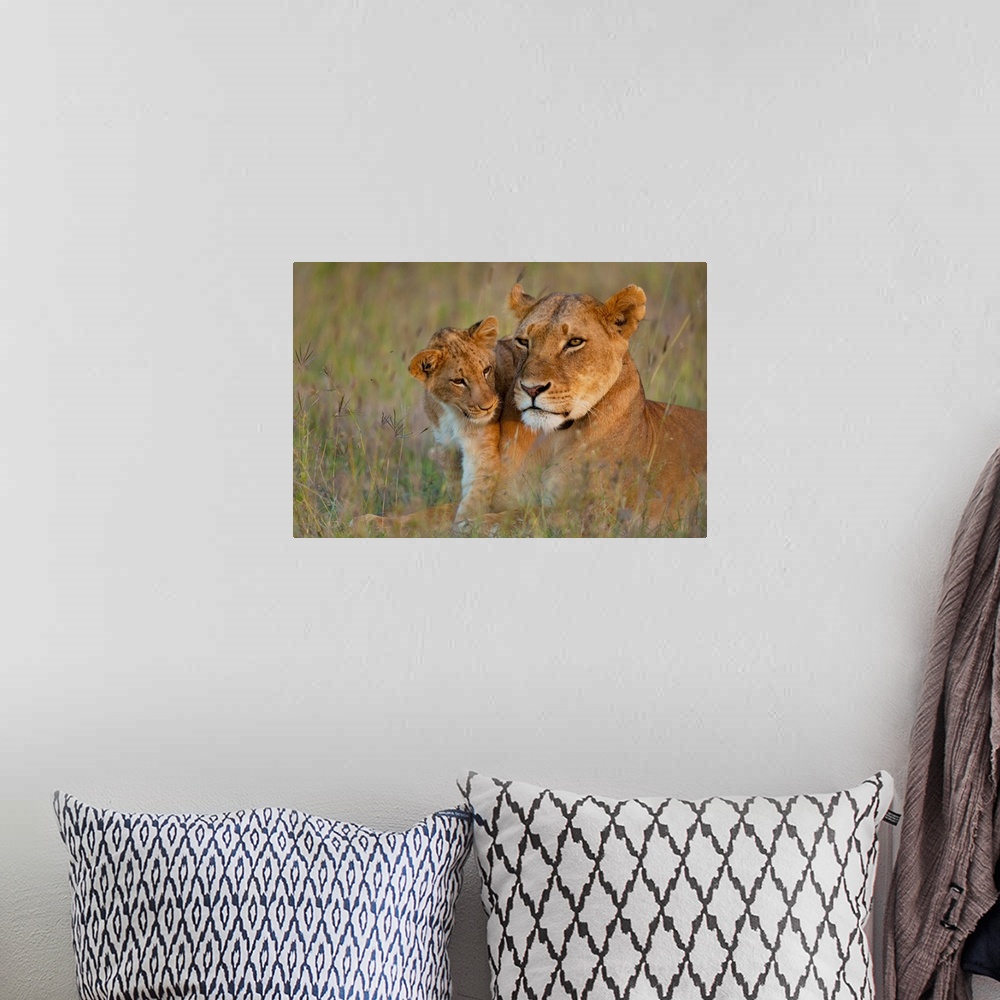 A bohemian room featuring Kenya, Lioness with cub at dusk in Ol Pejeta Conservancy, Laikipia Country