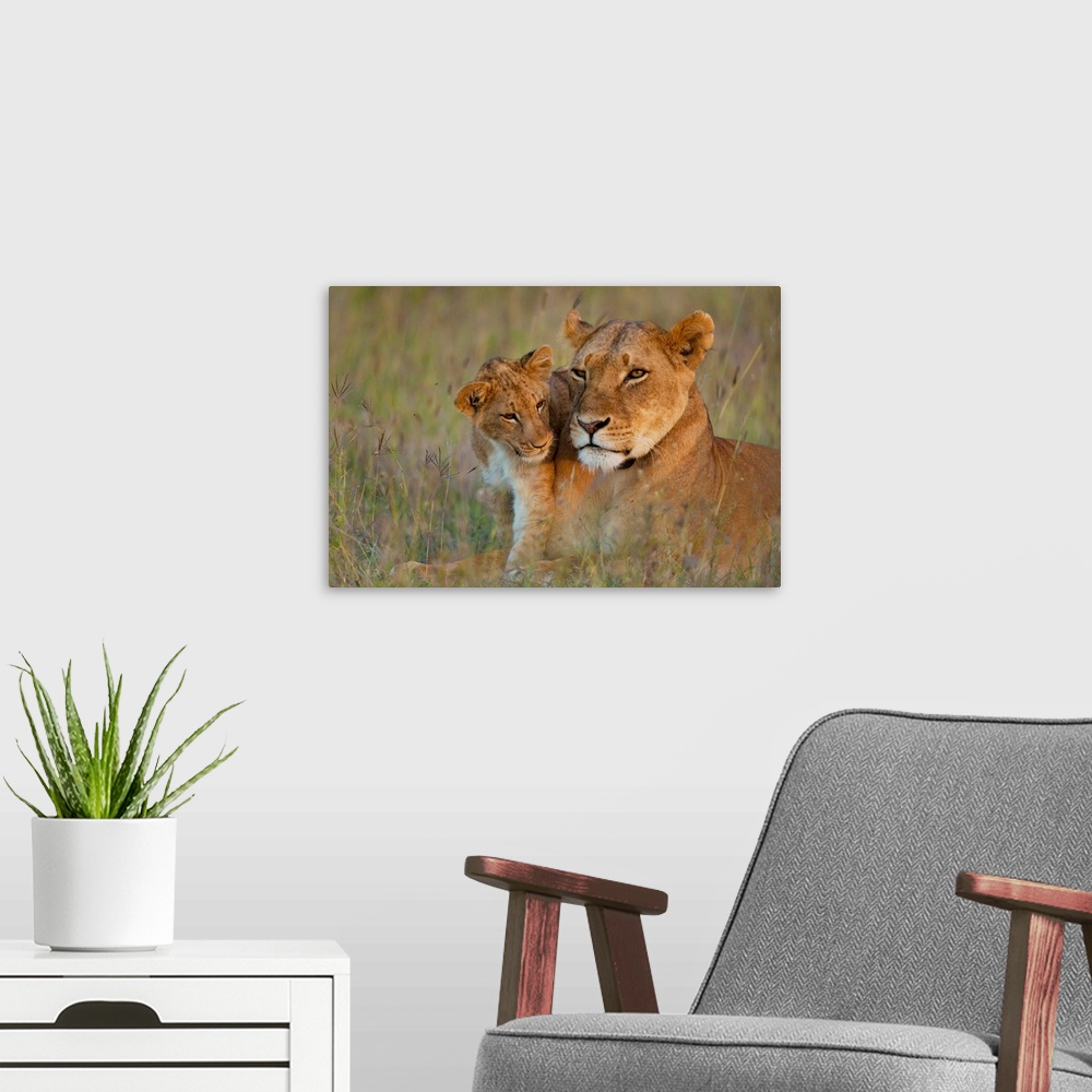 A modern room featuring Kenya, Lioness with cub at dusk in Ol Pejeta Conservancy, Laikipia Country