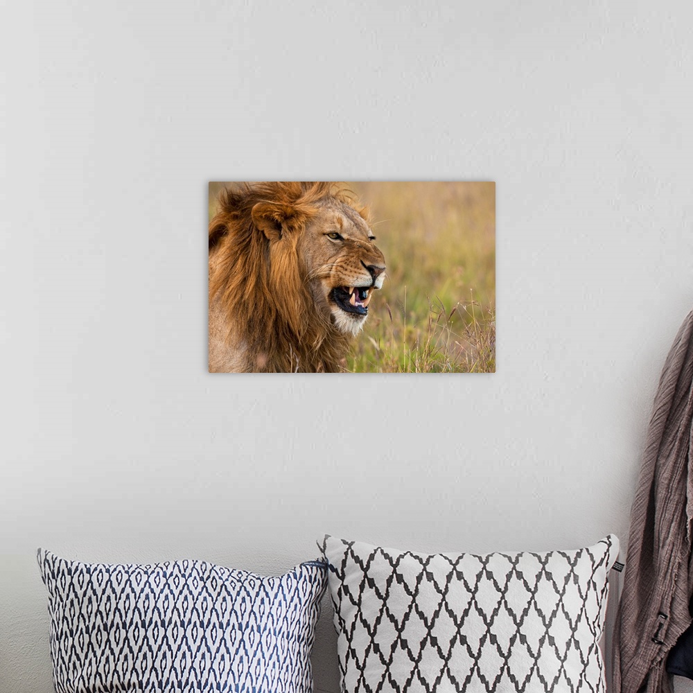 A bohemian room featuring Kenya, Male lion snarling in Ol Pejeta Conservancy, Laikipia Country
