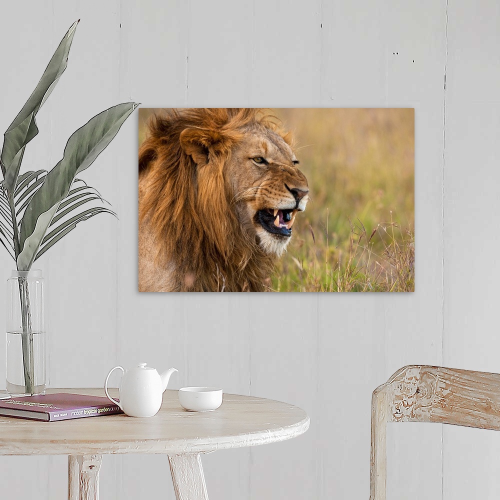 A farmhouse room featuring Kenya, Male lion snarling in Ol Pejeta Conservancy, Laikipia Country