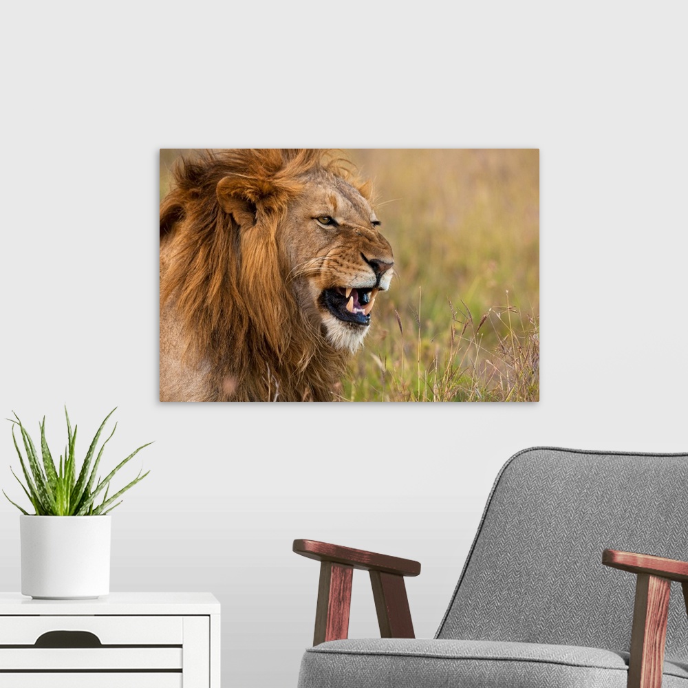 A modern room featuring Kenya, Male lion snarling in Ol Pejeta Conservancy, Laikipia Country
