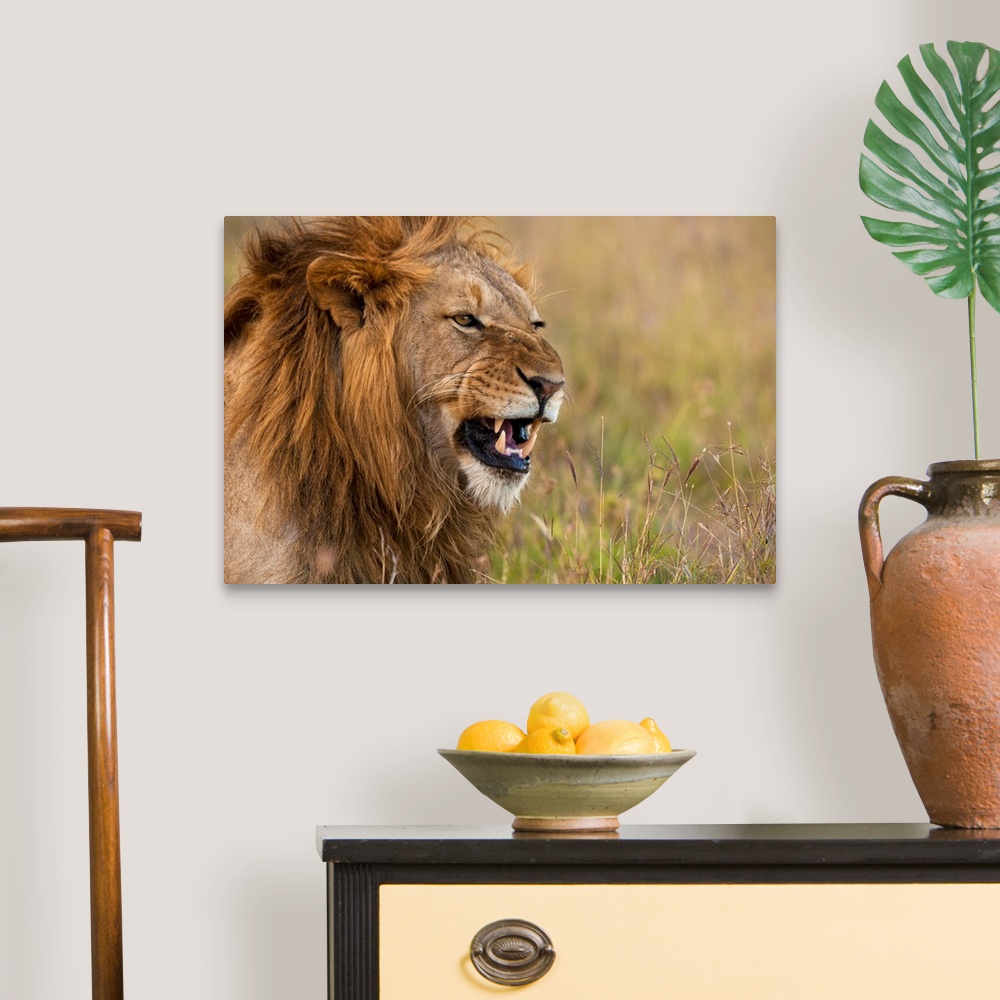 A traditional room featuring Kenya, Male lion snarling in Ol Pejeta Conservancy, Laikipia Country