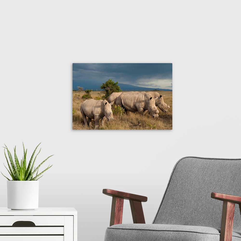 A modern room featuring Kenya, Southern White Rhinos in Ol Pejeta Conservancy, Laikipia Country