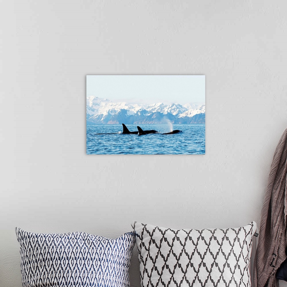A bohemian room featuring Killer whale, or orcas, Orcinus orca, pod in traveling in Resurrection Bay, Kenai Fjords National...