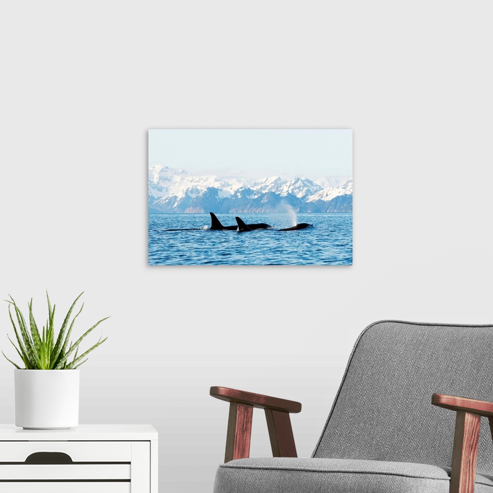 A modern room featuring Killer whale, or orcas, Orcinus orca, pod in traveling in Resurrection Bay, Kenai Fjords National...