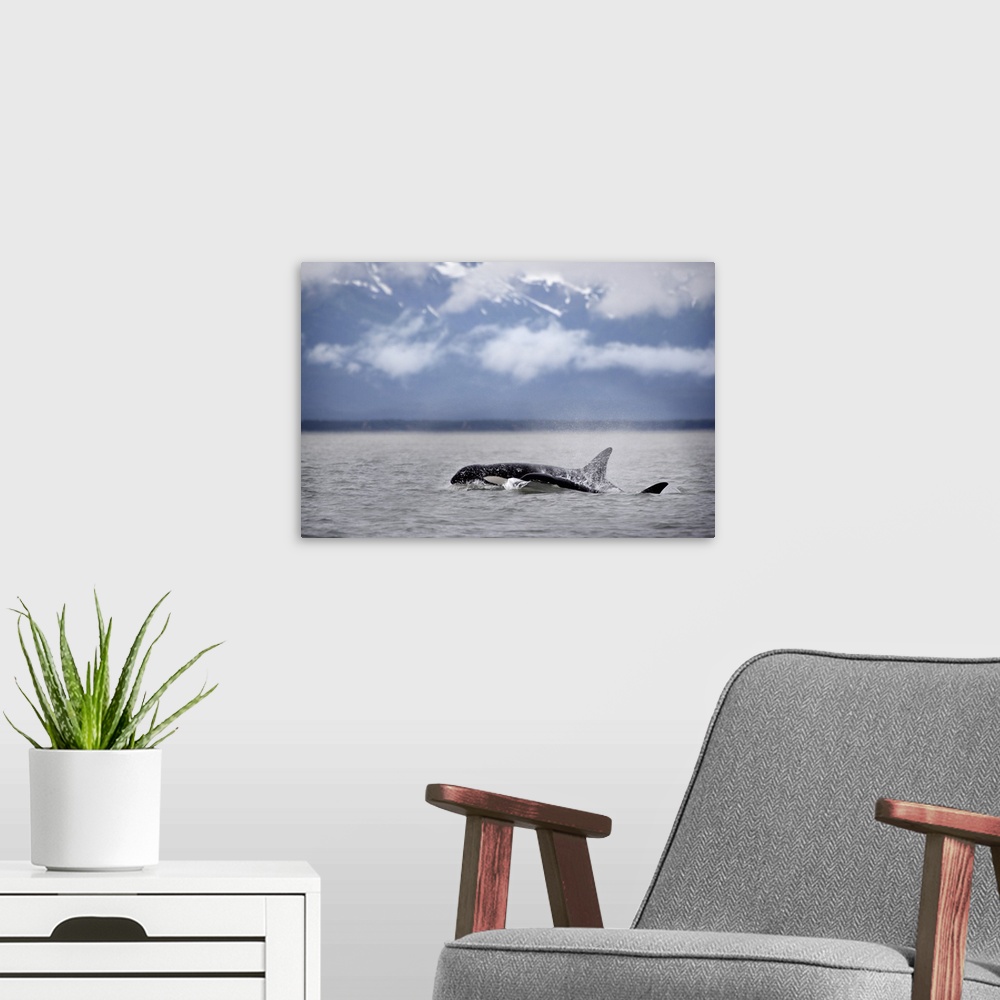 A modern room featuring Killer Whales, Alaska
