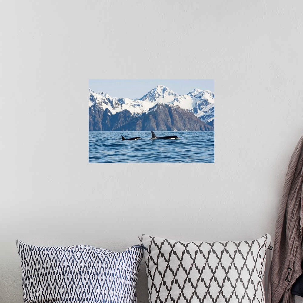 A bohemian room featuring Killer whale, or orcas, Orcinus orca, cow and calf swimming in Resurrection Bay, Kenai Fjords Nat...