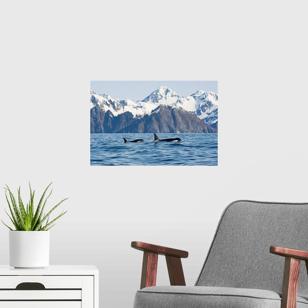 A modern room featuring Killer whale, or orcas, Orcinus orca, cow and calf swimming in Resurrection Bay, Kenai Fjords Nat...