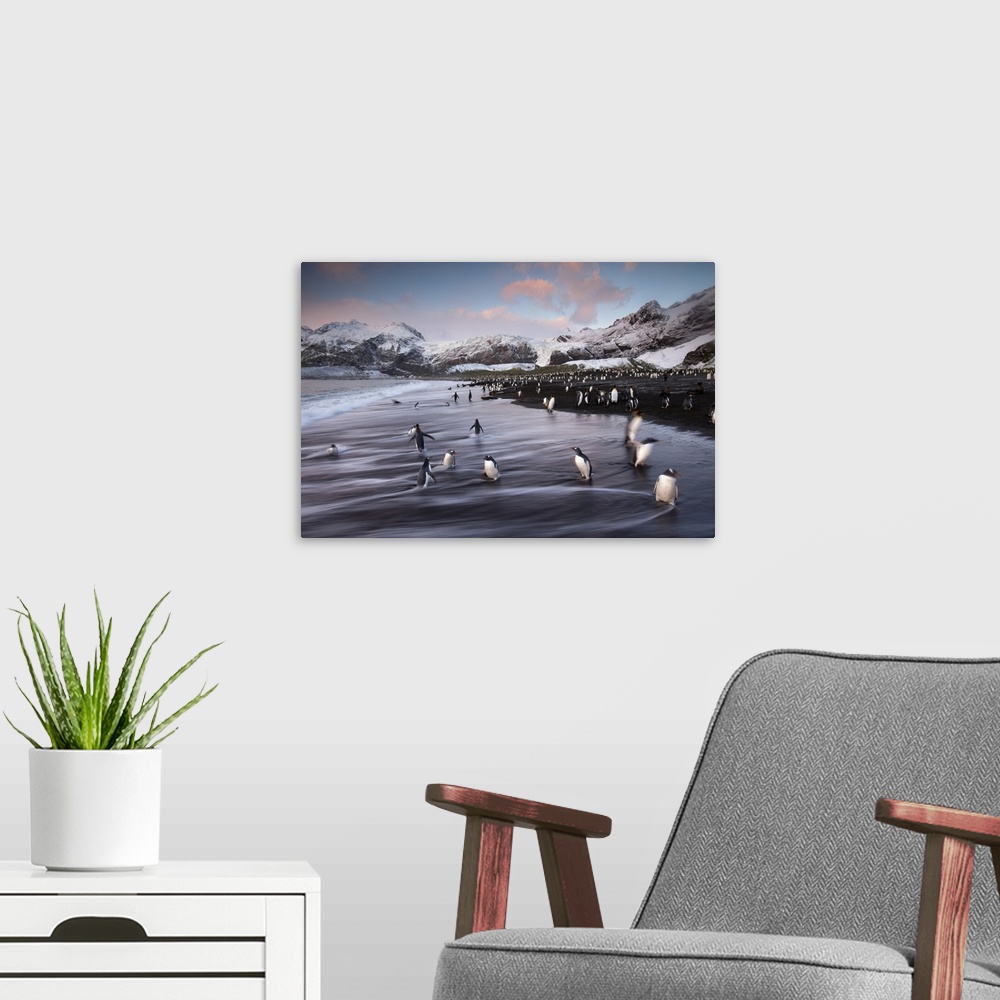 A modern room featuring King penguins (Aptenodytes patagonicus) along the shore at Gold Harbour on South Georgia Island, ...