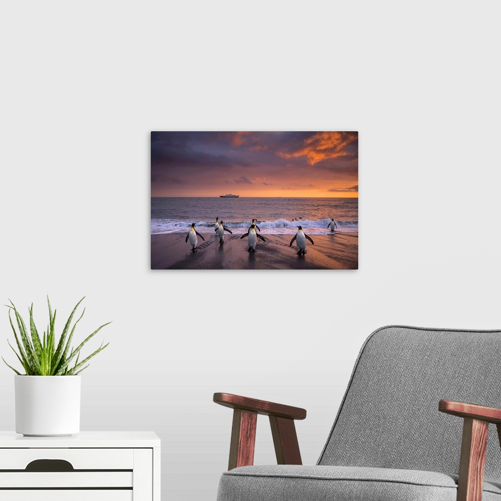 A modern room featuring King penguins in surf at twilight.