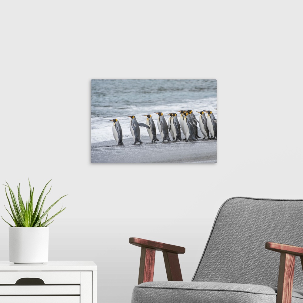 A modern room featuring Group of King Penguins (Aptenodytes patagonicus) lined up on the beach at the water's edge waitin...