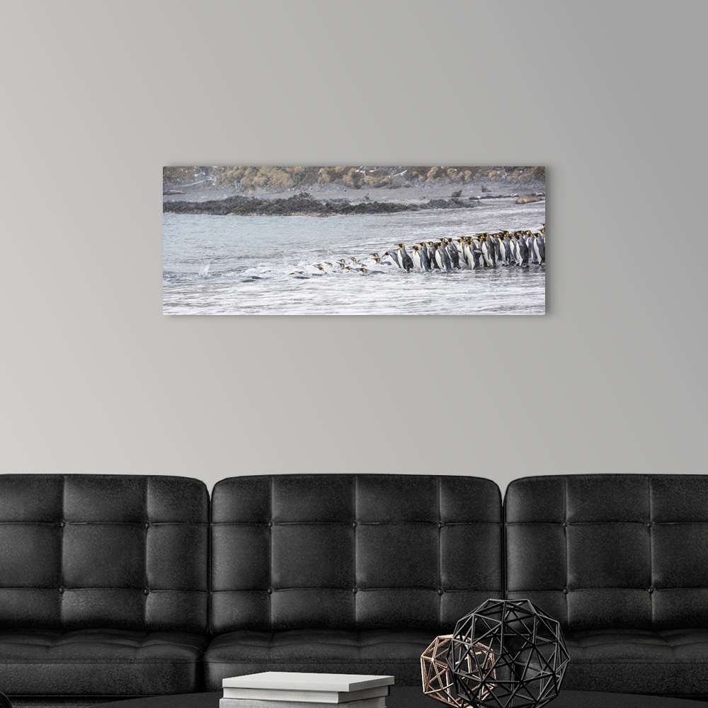 A modern room featuring Group of King Penguins (Aptenodytes patagonicus) lined up on the beach at the water's edge enteri...