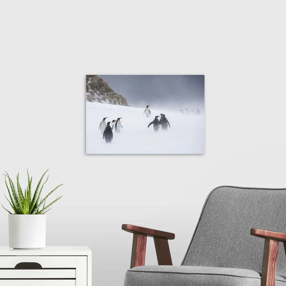 A modern room featuring King Penguins (Aptenodytes patagonicus) standing in small groups up on the wintry tundra with blo...