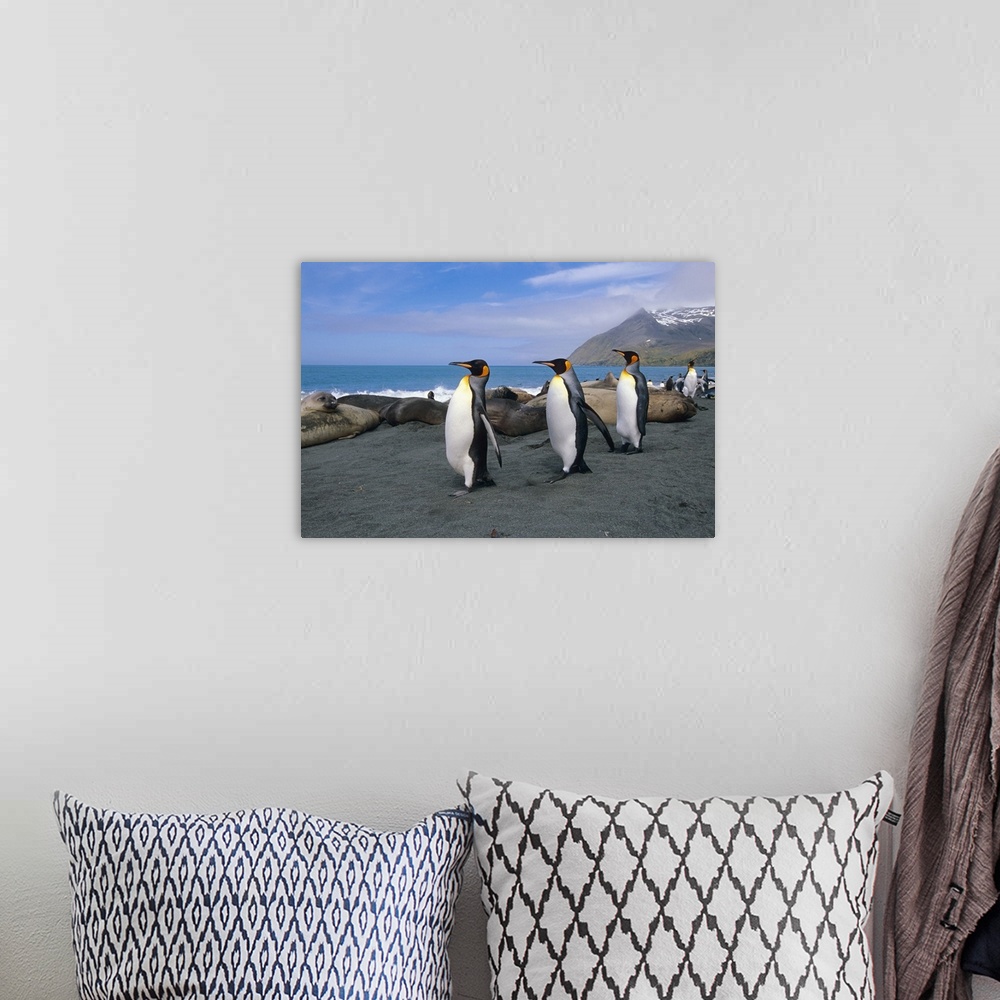 A bohemian room featuring King Penguins Walk Among Elephant Seals, South Georgia Island